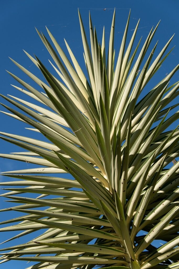 plant, yucca, foliage, nature, spikes, variegated, tropical, succulent, garden, yucca, yucca, yucca, yucca, yucca