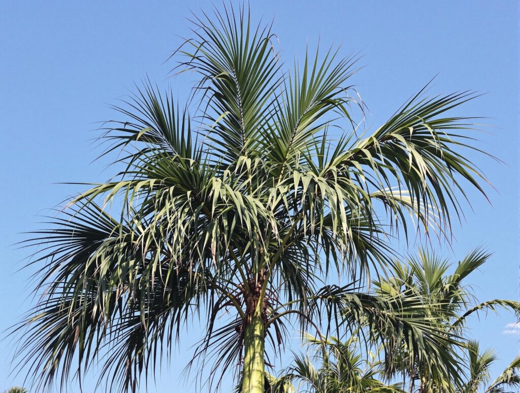 Bamboo Palm (Chamaedorea seifrizii).jpg