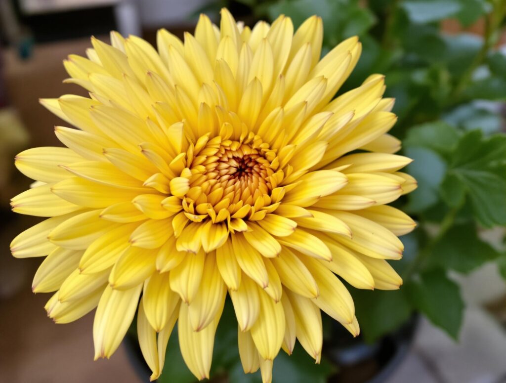 Chrysanthemum.jpg