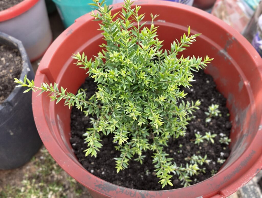 Privet (Ligustrum spp.).jpg