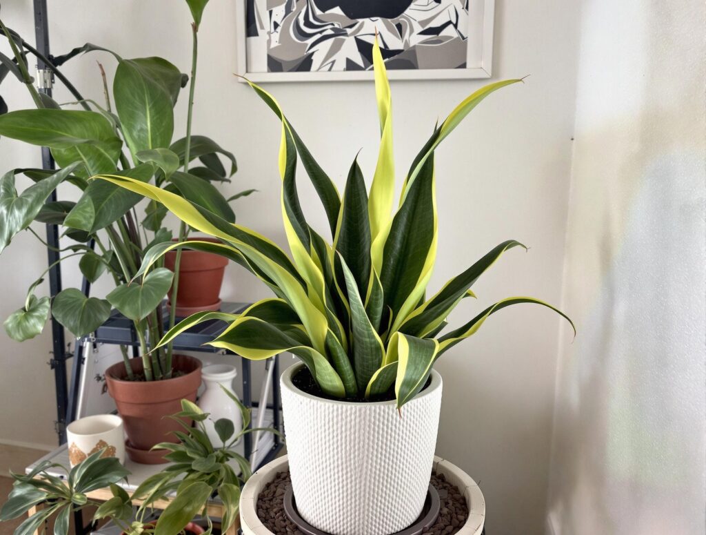 Snake Plant.jpg