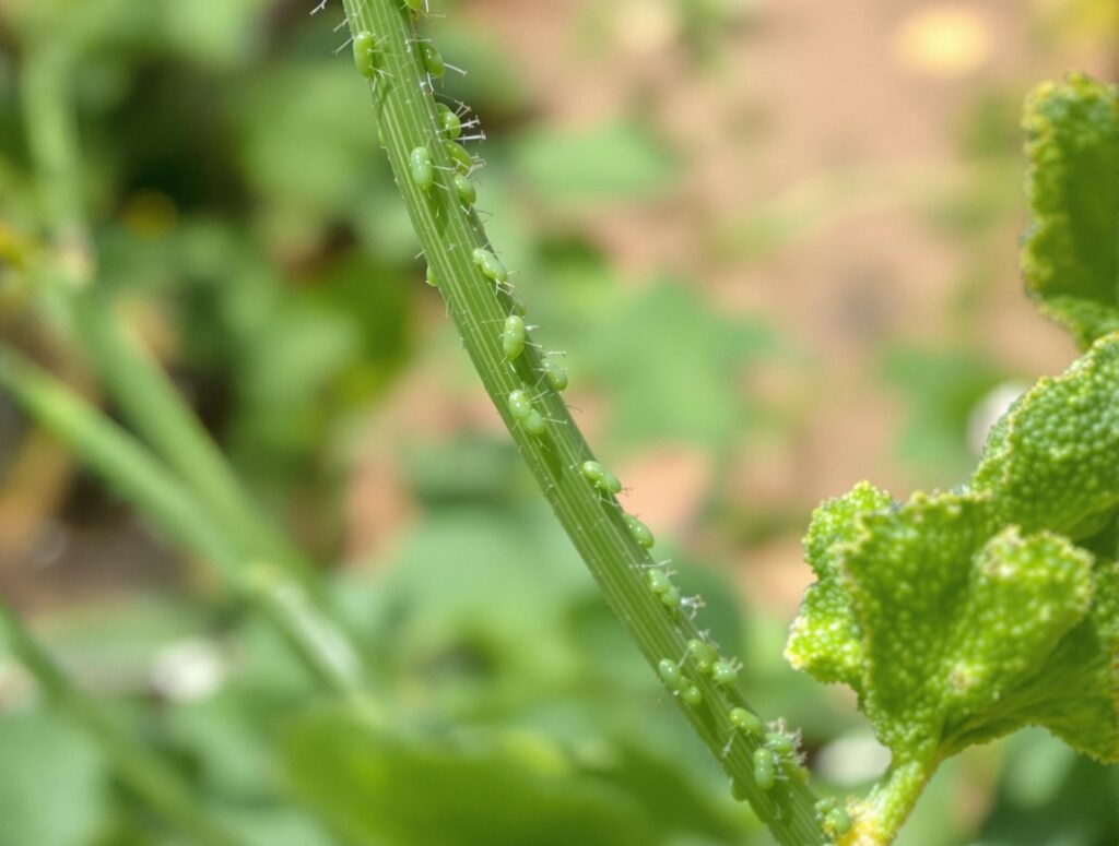 green aphids.jpg