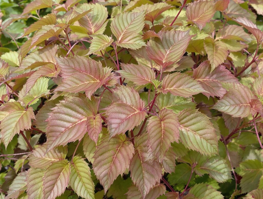 japanese Aralia Fatsia japonica.jpg