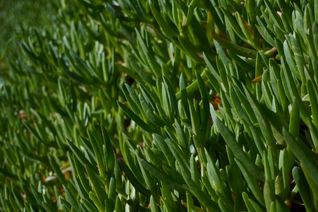 A close up of a bush with green leaves