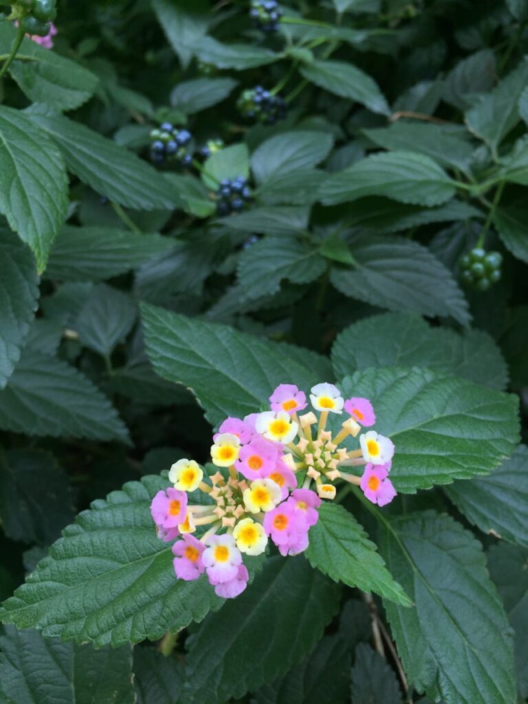 a group of flowers on a plant