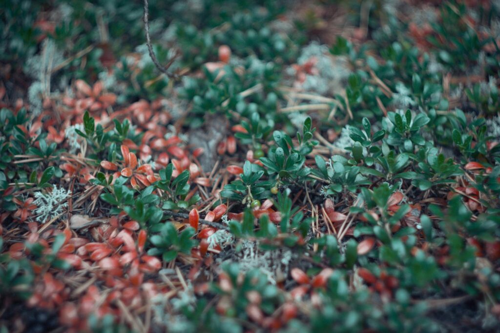 A close up of a patch of grass with red flowers